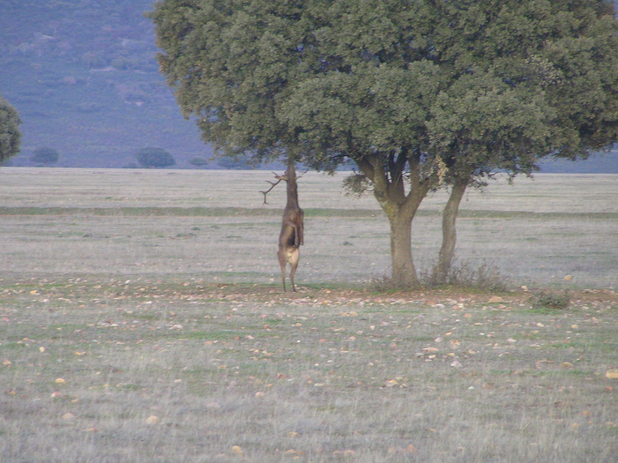 Ciervo macho descansando a la sombra de una encina centenaria en el Parque Nacional