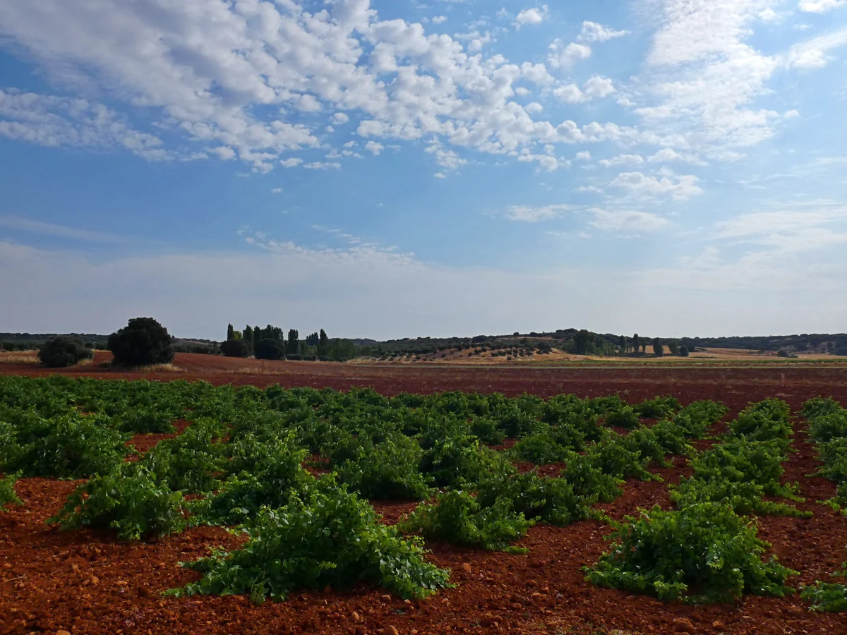 Inmensidad de los campos de viñedos en la llanura de La Mancha | Fotografía: Miguel Ángel Masegosa Martínez (Wikimedia Commons, CC BY 2.0)